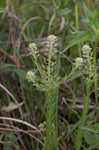 Field pepperweed